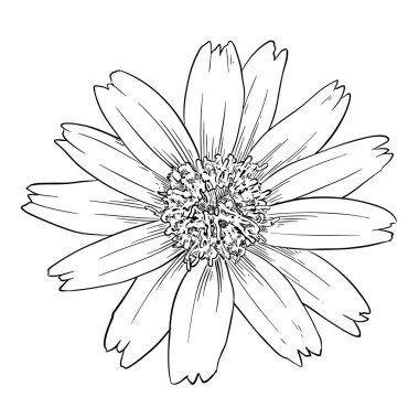 Singapur papatyası (Sphagneticola trilobata) çatık kaşlı çizim, beyaz üzerine sarı çiçek, vektör illüstrasyonu.