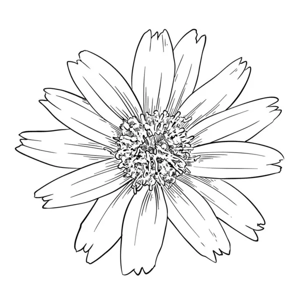 Singapur papatyası (Sphagneticola trilobata) çatık kaşlı çizim, beyaz üzerine sarı çiçek, vektör illüstrasyonu.