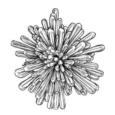 Elle çizilmiş Dracaena Çiçeği, Vektör illüstrasyonu.