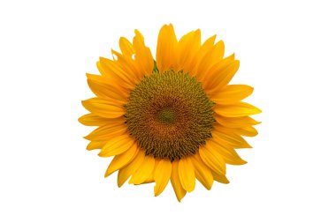 Sarı yapraklı, koyu renkli, beyaz arka planda izole bir ayçiçeği. kırpma yolu ile.