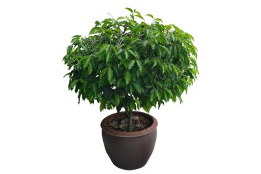 Beyaz arkaplanda kırpma yolu ile izole ev dekoratif bitkiler.