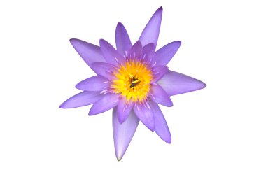 Violet Lotus 'un üst görünümü kırpma yolu ile beyaz arkaplanda izole edildi.