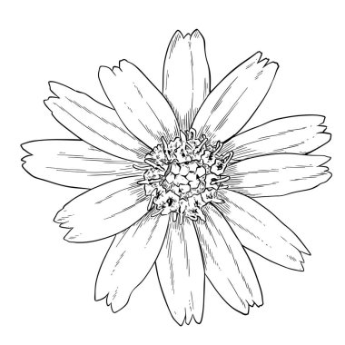 Singapur papatyası (Sphagneticola trilobata) çatık kaşlı çizim, beyaz üzerine sarı çiçek, vektör illüstrasyonu.