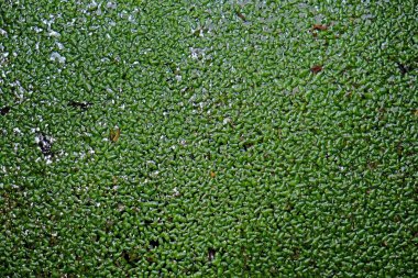 Suda Wolffia globosa var. Suyun üzerindeki bitkiler çok güzel.