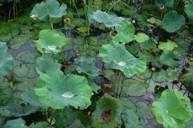 Bahçedeki nilüfer yaprağı.