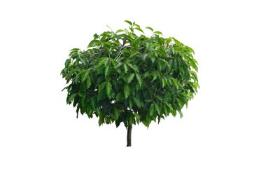 Kırpma yolu ile beyaz arkaplanda izole edilmiş saksı ağacı.