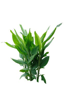 Beyaz zemin üzerinde izole edilmiş yeşil zerdeçal yaprakları (Curcuma longa) kızıl şifalı bitkisel bitki, kırpma yolu.