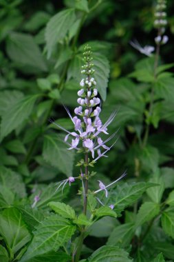 Orthosiphon aristatus veya Mor akıntılı Kedi Bıyıkları çalısı