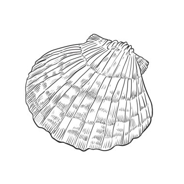 El yapımı deniz kabuğu oyması. Eski usul oyulmuş deniz kabuğu. Çizgi sanatı koleksiyonu. Siyah beyaz deniz tasarımı. vektör illüstrasyonu.