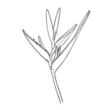 Heliconia çiçeği çizim vektosu, Cennet kuşu. Boyama kitabı için element, Gerçekçi çiçek karalaması.