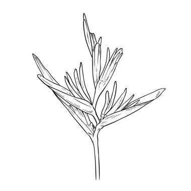 Heliconia çiçek çizim vektörü, Cennet kuşu. Boyama kitabı için element, Gerçekçi çiçek karalaması.