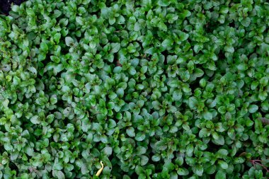 Watercress (Nasturtium officinale) serin ve nemli ortamlarda yetişen uzun ömürlü bir su bitkisidir. Arkaplan için yeşil yapraklar.