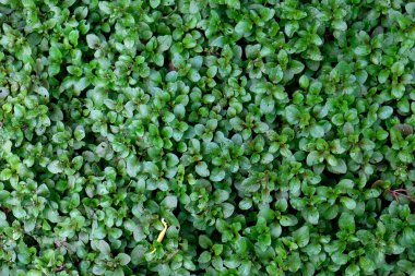 Watercress (Nasturtium officinale) serin ve nemli ortamlarda yetişen uzun ömürlü bir su bitkisidir. Arkaplan için yeşil yapraklar.
