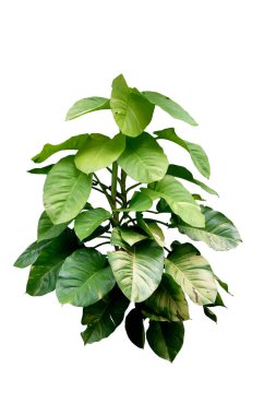 Epipremnum aureum 'Altın Pothos' bitkisi, çok büyük yapraklı, kesme yolu ile beyaz arka planda isitize.