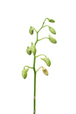 Beyaz arka planda yalnız başına çiçek açmayı bekleyen güzel orkide tomurcukları.