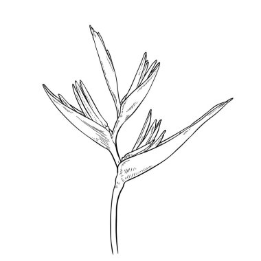 Heliconia çiçek çizim vektörü, Cennet kuşu. Boyama kitabı için element, Gerçekçi çiçek karalaması.