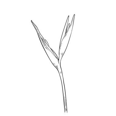 Heliconia çiçek çizim vektörü, Cennet kuşu. Boyama kitabı için element, Gerçekçi çiçek karalaması.