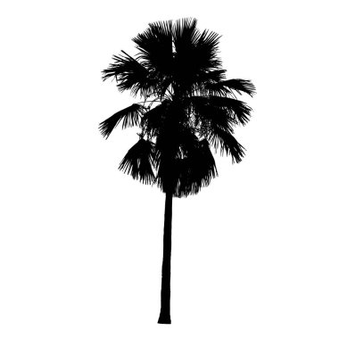 Beyaz arkaplanda Livistona rotundifolia (Ayak taburesi palmiyesi) siluet vektör çizimi.