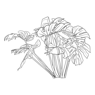 Monstera çizimi, beyaz arka planda çizilmiş tropikal el, canavar yaprak çizgisi vektörü.. 