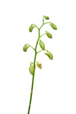 Beyaz arka planda yalnız başına çiçek açmayı bekleyen güzel orkide tomurcukları.