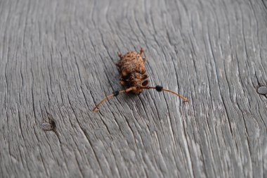 Bilimsel adı Aristobia Freneye Schmitt olan böcek ağaç delmeyi ve yaprakları yiyecek olarak yemeyi sever..