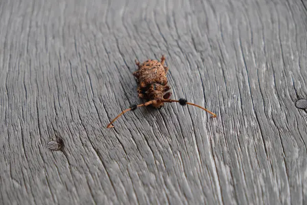 Bilimsel adı Aristobia Freneye Schmitt olan böcek ağaç delmeyi ve yaprakları yiyecek olarak yemeyi sever..