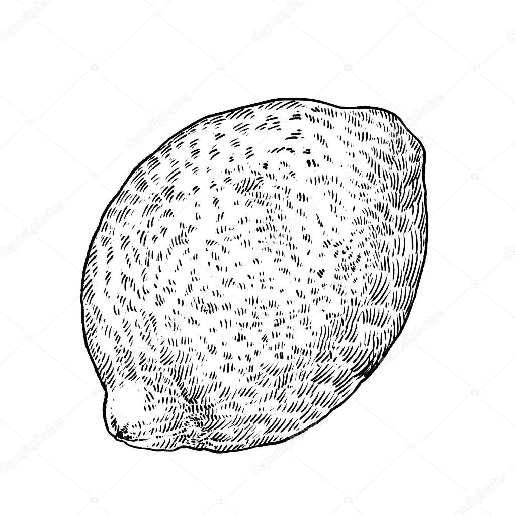 Hand drawn Lemon. Sketch illustration. Black ink outline of fruit citrus. Isolated on white background. Design for menu, package.