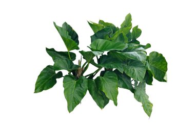 Philodendron Imperial Green, büyük parlak yeşil yaprakları olan çarpıcı, geniş yapraklı bir aroid. kırpma yolu ile beyaz arkaplanda izole.