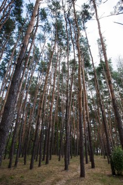 Birçok uzun ağacın çam koruluğu, gün boyunca bulutlu mavi gökyüzü, tasarımınızın veya resimlerinizin dekorasyonu için dokulu bir arkaplan görüntüsü olarak.