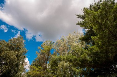 Parlak yaz manzarası, ağaç dalları, beyaz büyük bulutlu mavi gökyüzü, tasarımınız veya çizimleriniz için bir arka plan olarak.