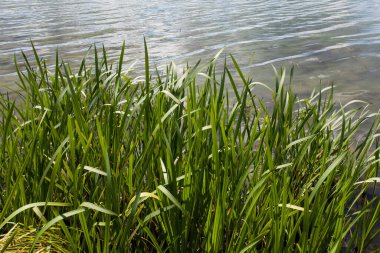 Nehirdeki suyun arkaplan görüntüsü ve rezervuarın kıyısındaki uzun yeşil çimenler, tasarımınız veya diğer dekorasyonlarınız için..
