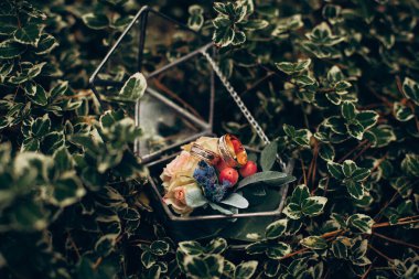 Wedding decor glass box on a metal base for a flower and gold wedding rings rose bloom with green petals on green grass