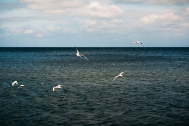 Birçok beyaz martı gün boyunca mavi deniz suyunun üzerinde uçar.