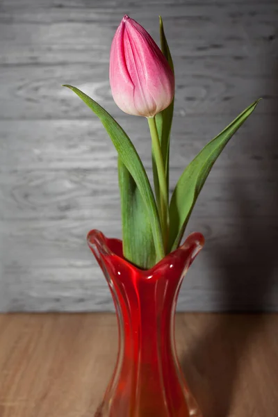 stock image A pink beautiful tulip stands in a glass red vase on the table, against the background of a textured gray wall. Image for your creative design or illustrations.