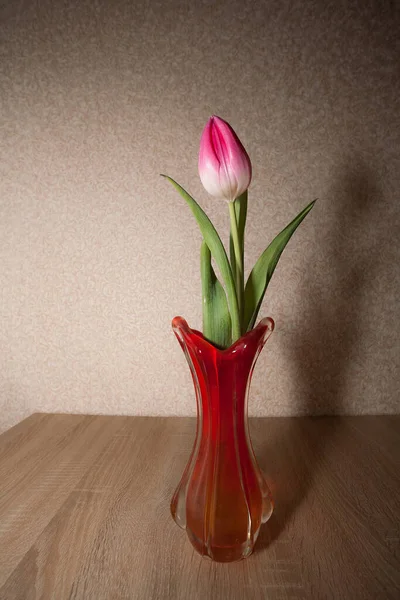 stock image A pink beautiful tulip stands in a glass vase on the table, against the background of textured wallpaper on the wall. Image for your creative design or illustrations.