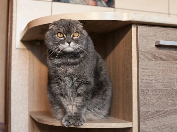 一个英俊的 灰色条纹的苏格兰成年人正坐在厨房的家具架上 公寓里一只宠物的画像 — 图库照片
