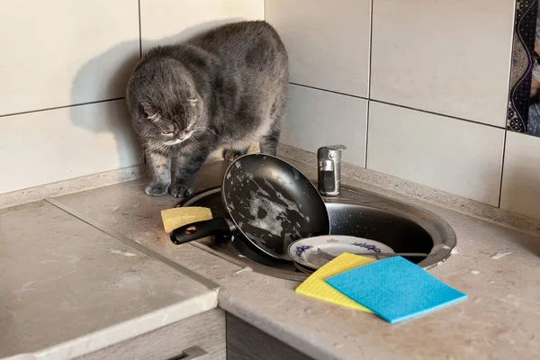 一只失聪的苏格兰人在厨房洗碗 剧情是关于日常作业 厨房和宠物的清洁 — 图库照片