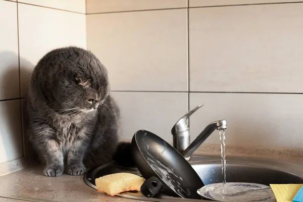 A lop-eared Scot washes dishes in the kitchen. The plot is about daily homework, cleanliness in the kitchen and pets.