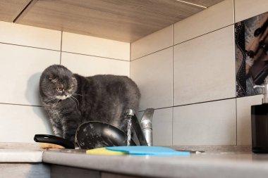 Sarkık kulaklı bir İskoç mutfakta bulaşık yıkar. Konu günlük ev ödevleri, mutfaktaki temizlik ve evcil hayvanlarla ilgili..