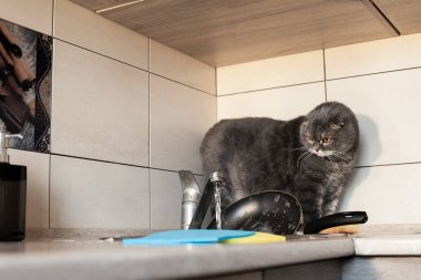 Sarkık kulaklı bir İskoç mutfakta bulaşık yıkar. Konu günlük ev ödevleri, mutfaktaki temizlik ve evcil hayvanlarla ilgili..