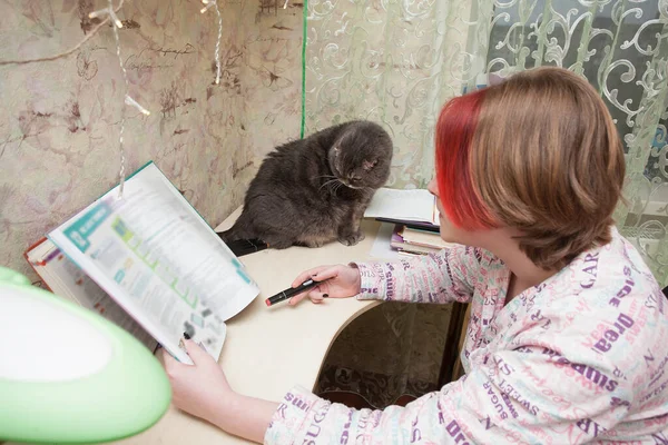 女学生坐在桌旁 旁边的桌子上坐着一只皱着耳朵的苏格兰猫 家庭和宠物的生活和学习形象 — 图库照片