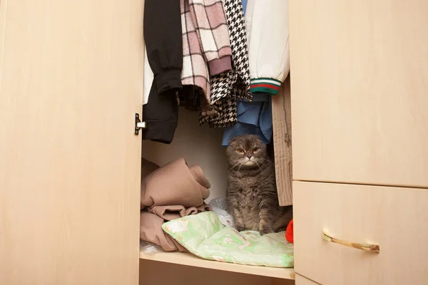 一只苏格兰品种的灰胖胖的猫坐在一个放满东西的衣柜里的架子上 有关爱玩的宠物的图片 — 图库照片