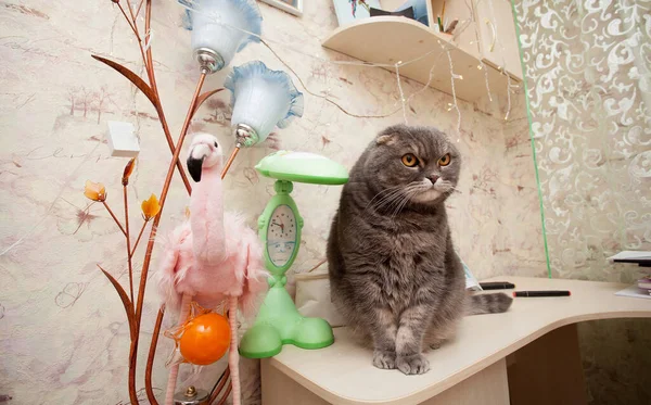 一只苏格兰品种的灰胖胖的猫坐在家里的桌子上 有关爱玩的宠物的图片 — 图库照片