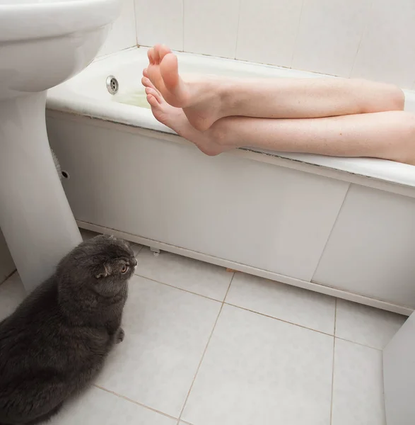 一只苏格兰品种的灰猫坐在明亮的浴室里 看着女主人的脚 躺在浴室里 — 图库照片
