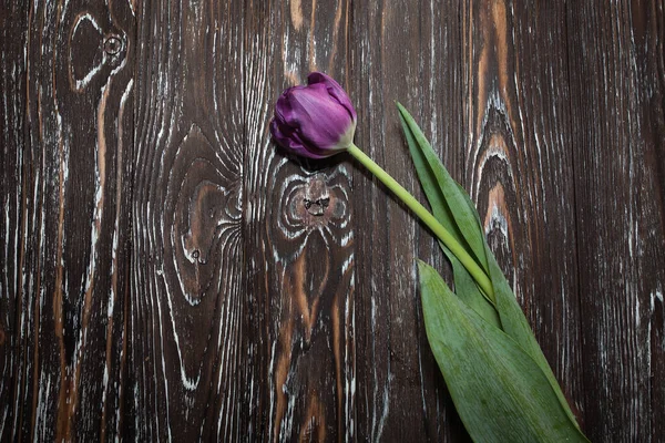A beautiful purple tulip lies on a textured wooden background. Creative image for your design or unusual illustrations.