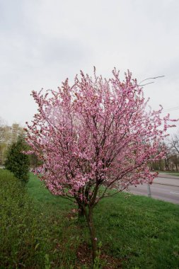 Şehir parkında yağmurda ıslanmış pembe cilt bakımı olan bir çalı. Yaratıcı tasarımın ve çizimlerin için resim.