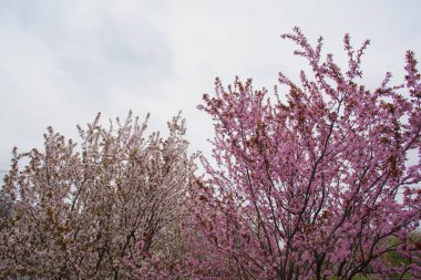 Şehir parkında yağmurda ıslanmış pembe cilt bakımı olan bir çalı. Yaratıcı tasarımın ve çizimlerin için resim.