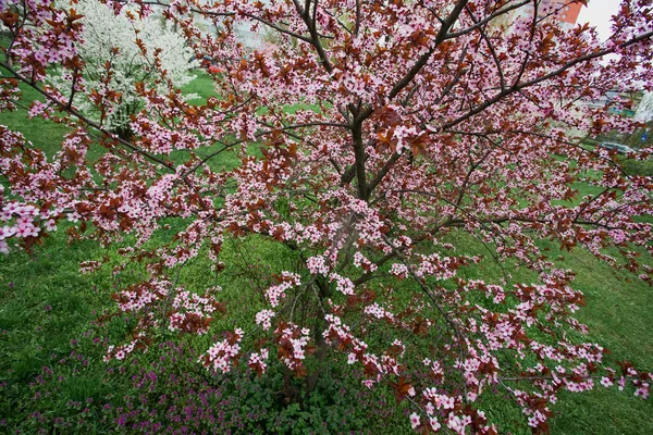 Strauch Mit Rosa Blütenständen Die Regen Einem Stadtpark Nass Werden — Stockfoto