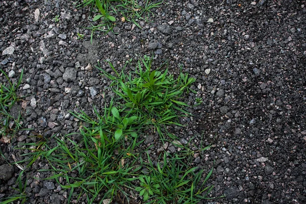 First Sprout Plant Bad Soil Apocalypse Conceptual Art Work Civilization — Stock Photo, Image