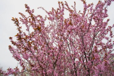 Şehir parkında yağmurda ıslanmış pembe cilt bakımı olan bir çalı. Yaratıcı tasarımın ve çizimlerin için resim.